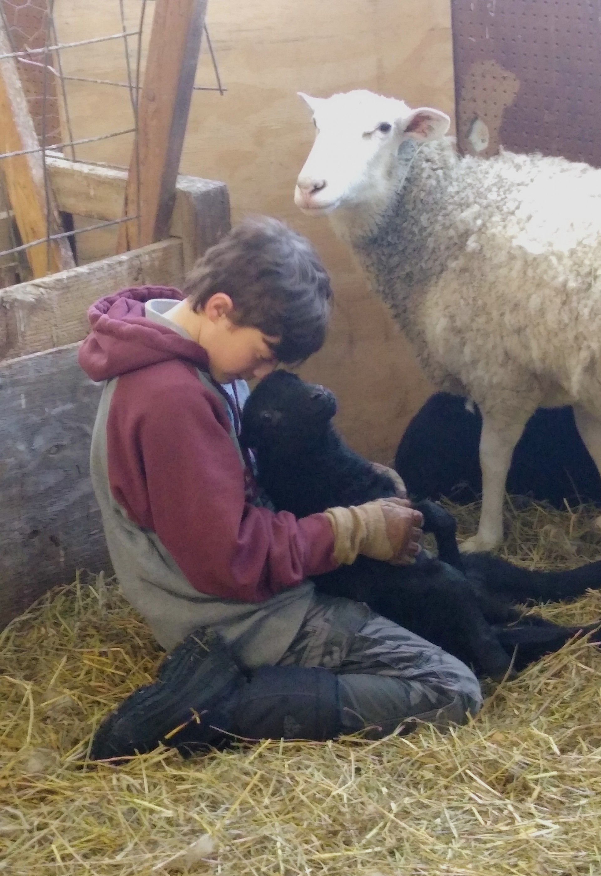 student with sheep