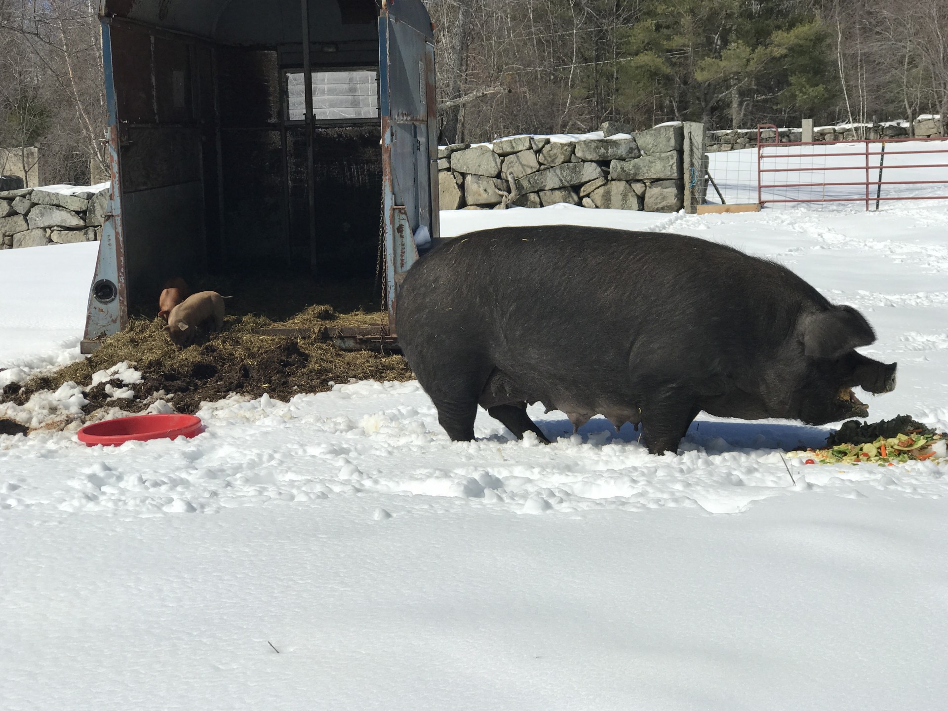 pigs in the snow