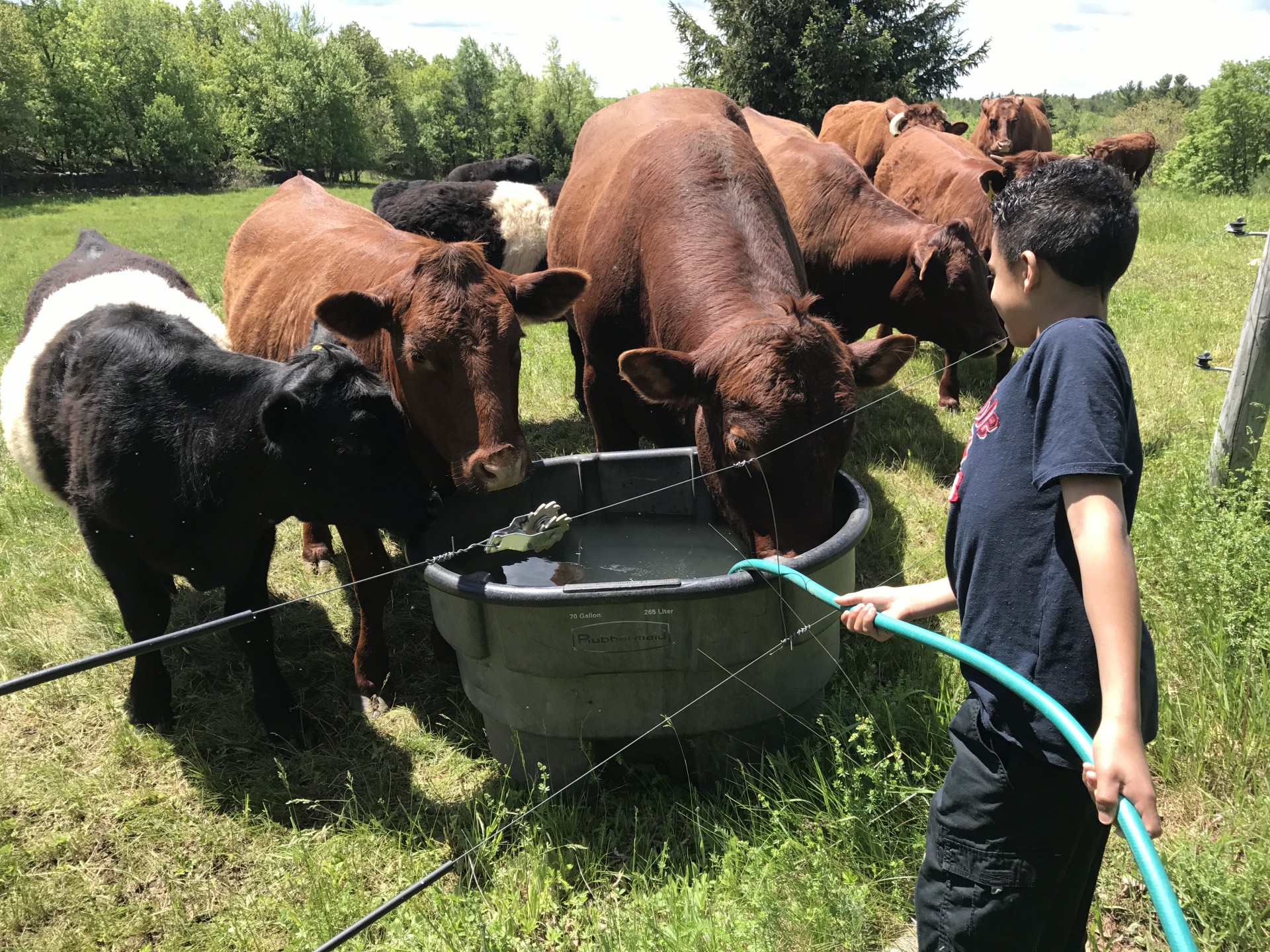 student watering cattle