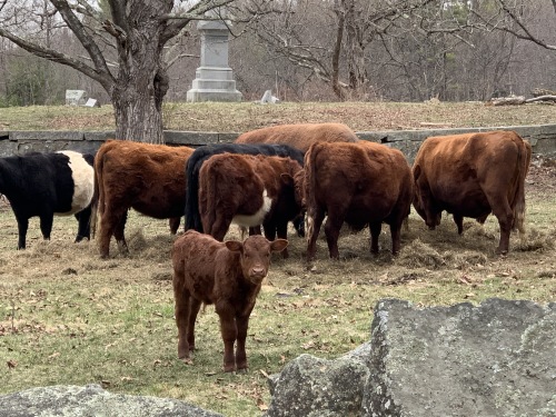 cattle