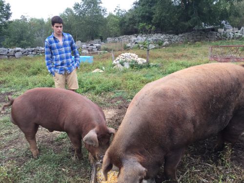 student and pigs