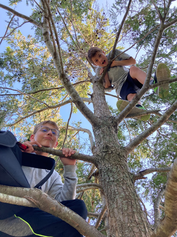 boys in tree